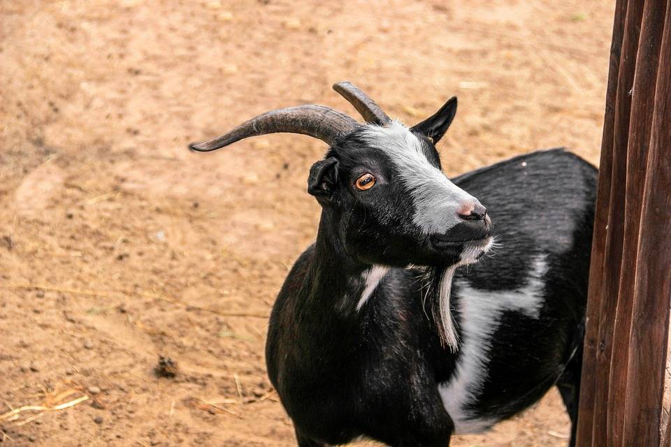 goat 4085686 960 720