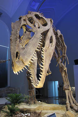 250giganotosaurus