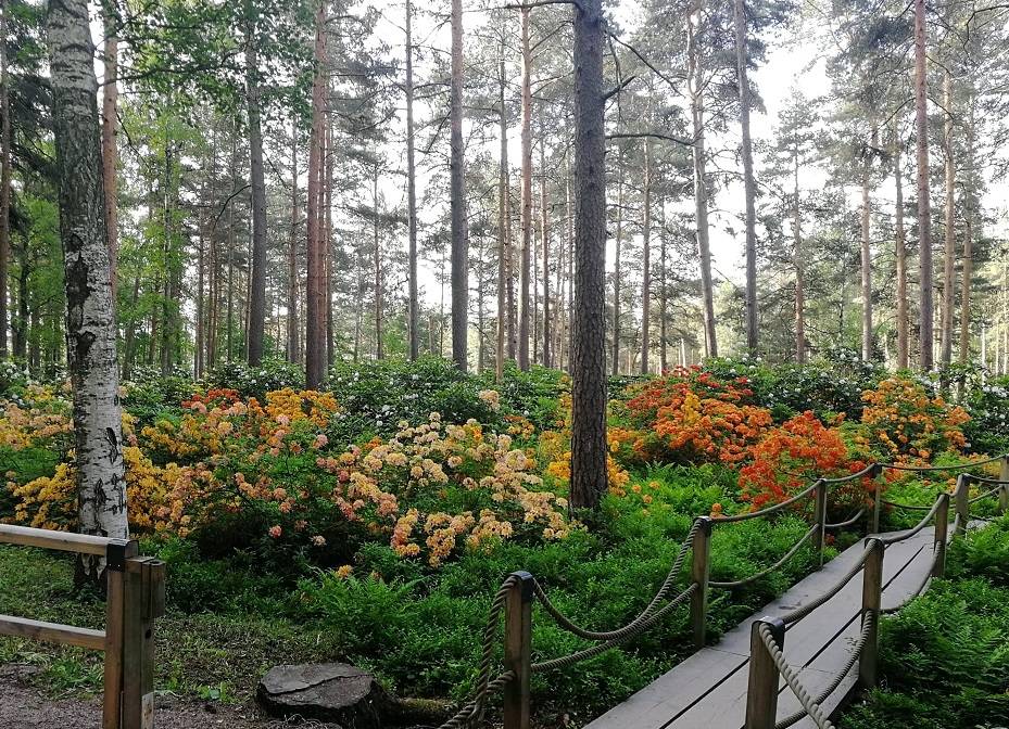 Alppiruusupuisto 23