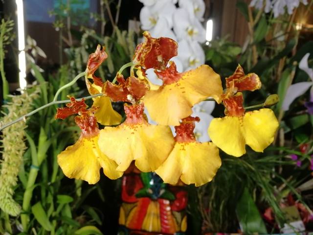 Orchid 4