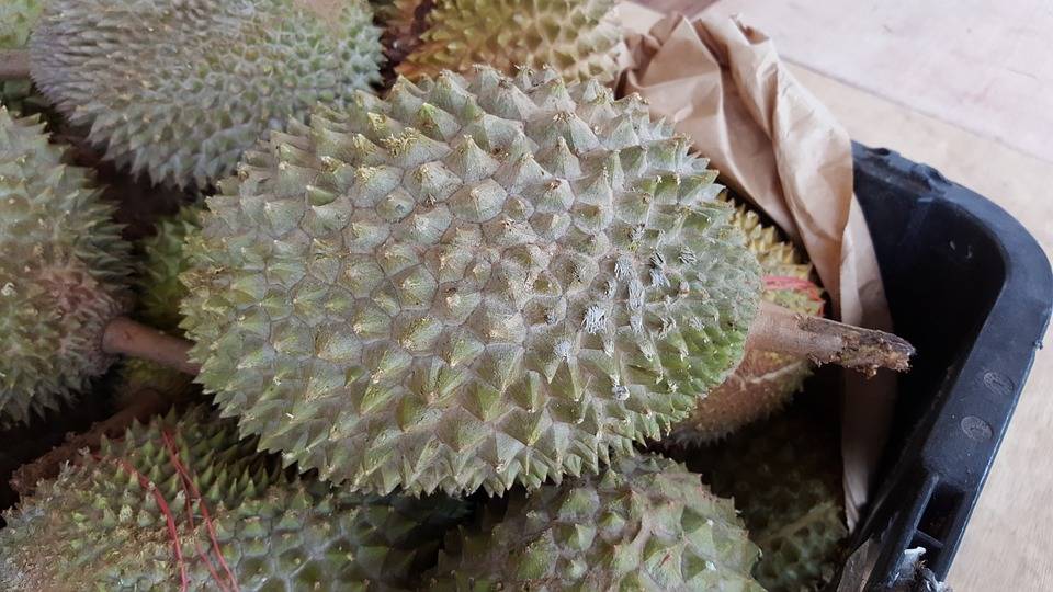 durian