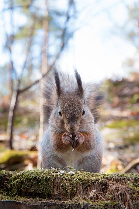 squirrel