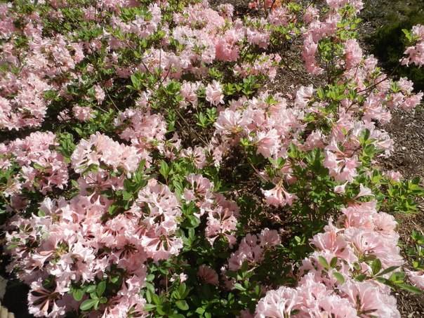 rododendron
