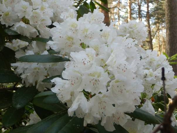 rododendron1