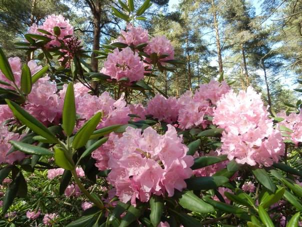 rododendron2