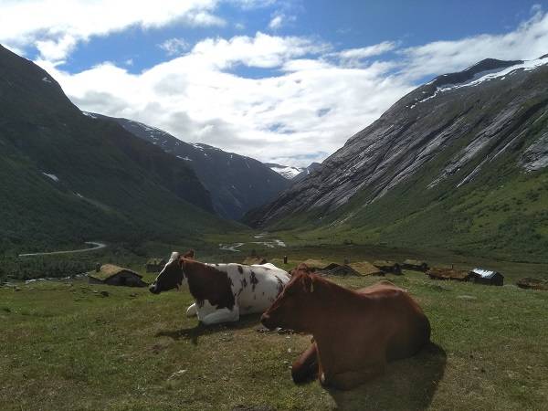 norway caws